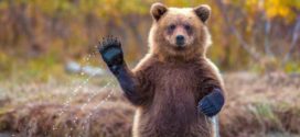 Что делать, если встретил медведя в лесу, и чего делать нельзя – инструкция на все случаи