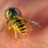 What to do with a bee or wasp sting - first aid and advice for all cases